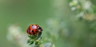 Na czym polega gra w kropki?