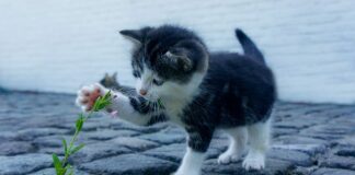 Jak mieć ładny zeszyt?