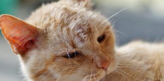 Ile czasu robi się rozwarcie?